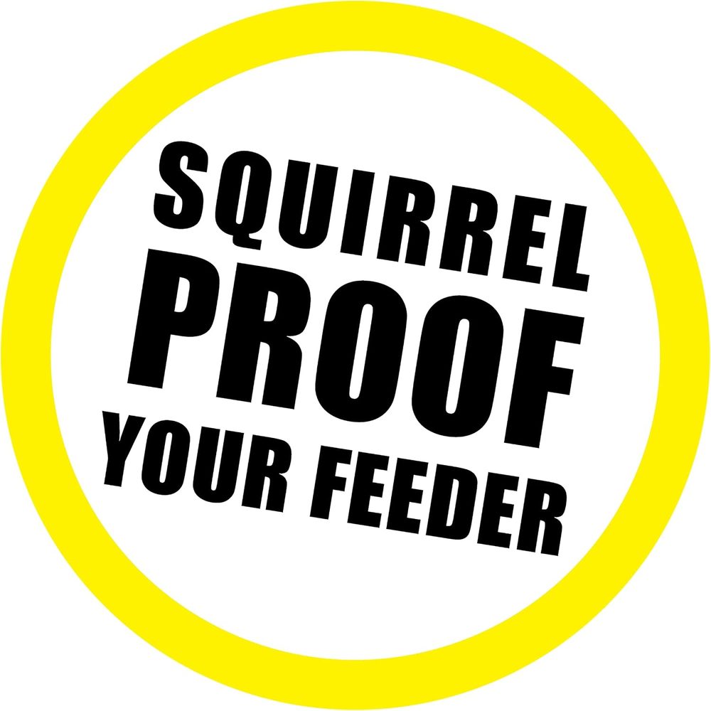 Scram, Squirrel by Slinky — view 2